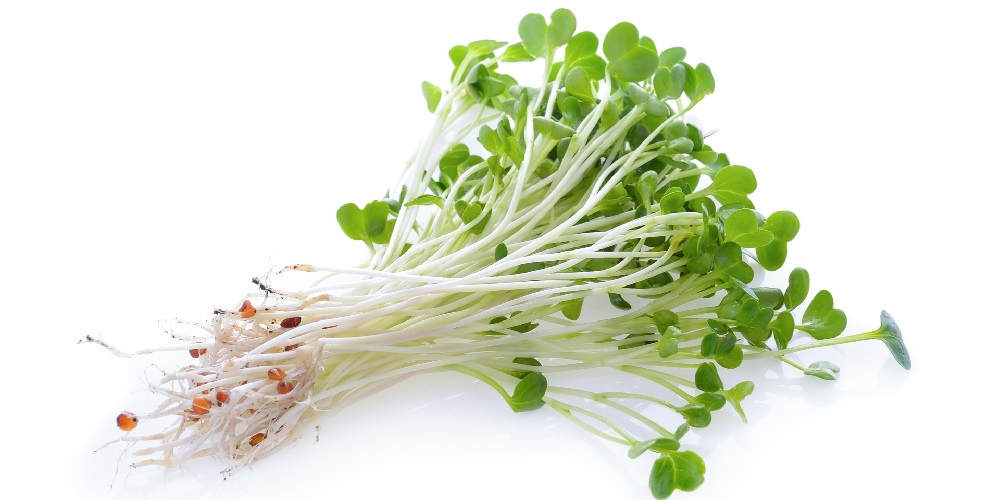 آیا خواص گیاه یونجه را می دانید ؟ - دانستنی های ورزشی آیا خواص گیاه یونجه را می دانید ؟