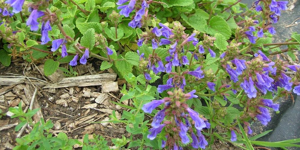 با خواص گیاه بادرنجبویه چقدر آشنا هستید ؟ - دانستنی های ورزشی با خواص گیاه بادرنجبویه چقدر آشنا هستید ؟