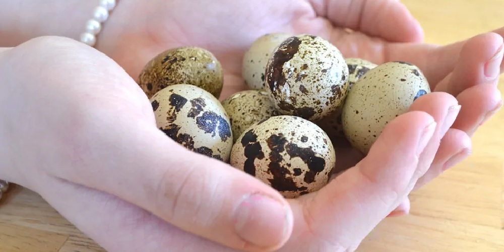 خواص معجزه آسای تخم بلدرچین - دانستنی های ورزشی خواص معجزه آسای تخم بلدرچین