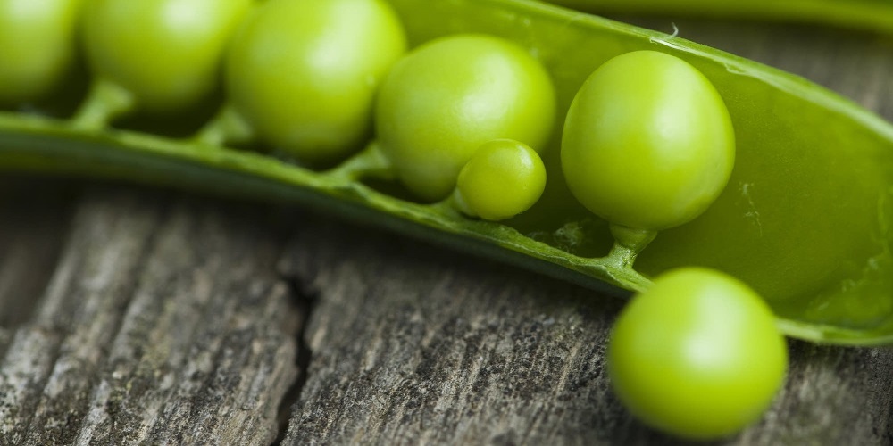 خواص نخود فرنگی را دست کم نگیرید - دانستنی های ورزشی خواص نخود فرنگی را دست کم نگیرید