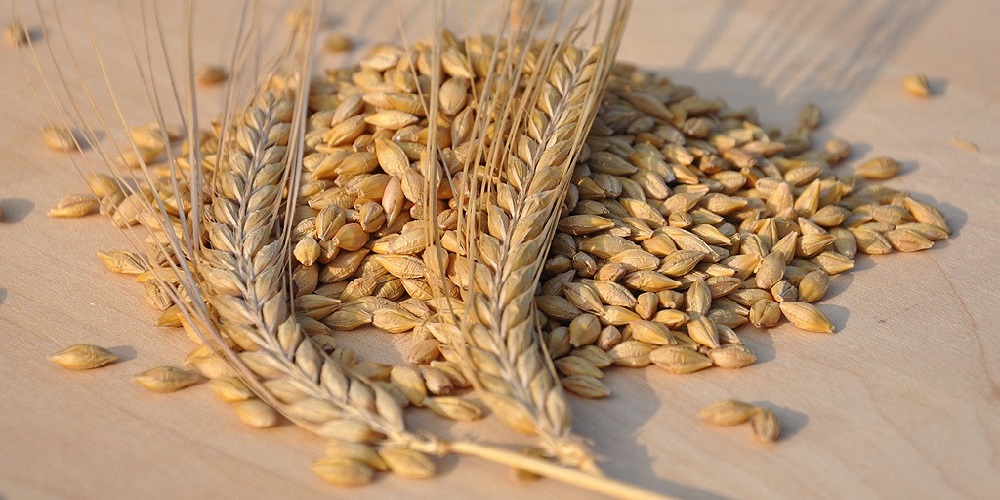 چرا مصرف جو توصیه می شود ؟ - دانستنی های ورزشی چرا مصرف جو توصیه می شود ؟