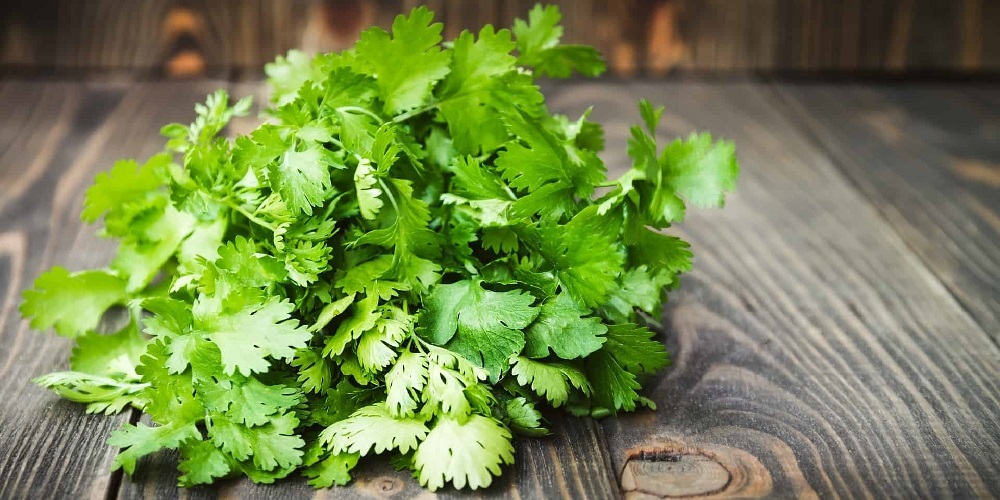 چرا مصرف گشنیز و تخم آن توصیه می شود - دانستنی های ورزشی چرا مصرف گشنیز و تخم آن توصیه می شود