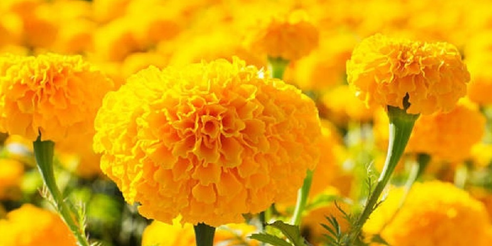 گل همیشه بهار و خواصی بی شمار - دانستنی های ورزشی گل همیشه بهار و خواصی بی شمار