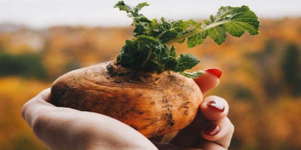 گیاه ماکا چیست و چه فوایدی دارد - دانستنی های ورزشی گیاه ماکا چیست و چه فوایدی دارد