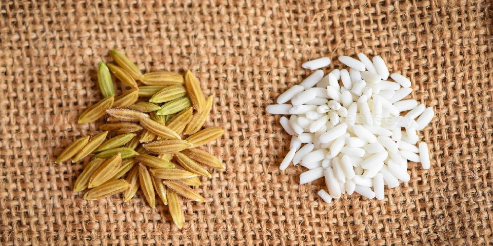 شلتوک برنج چیست و چه خواصی دارد ؟