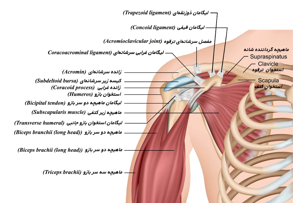 آناتومی استخوان های شانه - دانستنی های ورزشی آناتومی استخوان های شانه