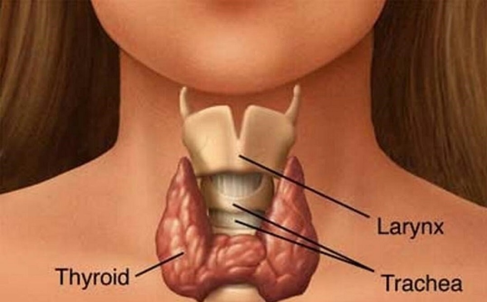 آناتومی دستگاه غدد - دانستنی های ورزشی آناتومی دستگاه غدد