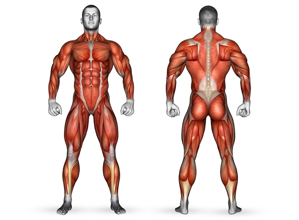 آناتومی عضلات بدن انسان