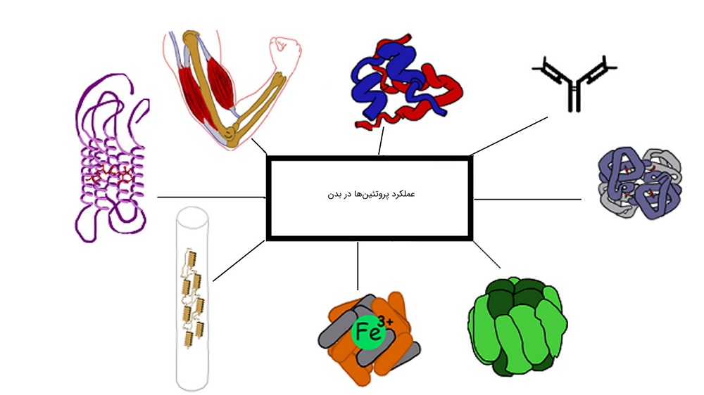 تقسیم بندی پروتئین ها - دانستنی های ورزشی تقسیم بندی پروتئین ها