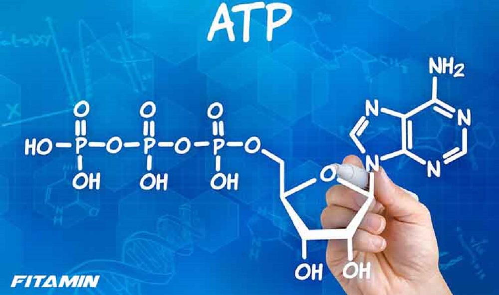 مصرف انرژی در بدن و سیستم های انرژی - دانستنی های ورزشی مصرف انرژی در بدن و سیستم های انرژی