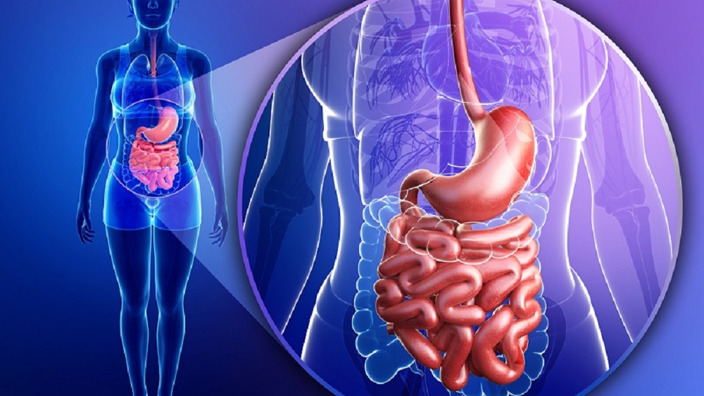 همه چیز در مورد افزایش سلامت دستگاه گوارش و معده - دانستنی های ورزشی همه چیز در مورد افزایش سلامت دستگاه گوارش و معده