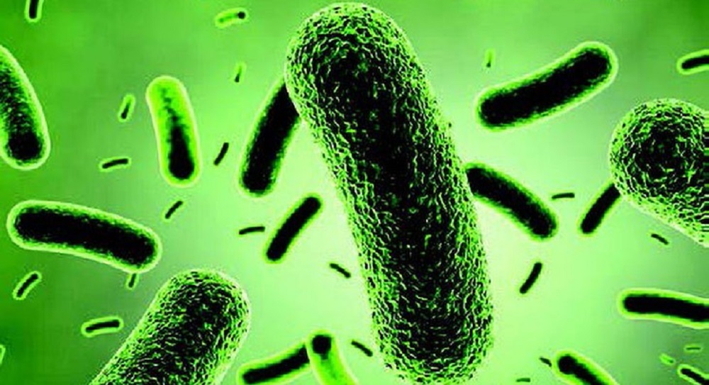 پروبیوتیک چیست؟ آیا پروبیوتیک به ریکاوری بعد از ورزش کمک می‌کنند؟