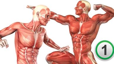 آناتومی عضلات بدن