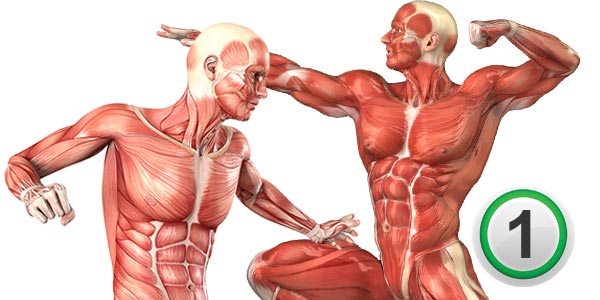 آناتومی عضلات بدن