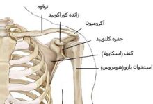 استخوان کتف و ترقوه