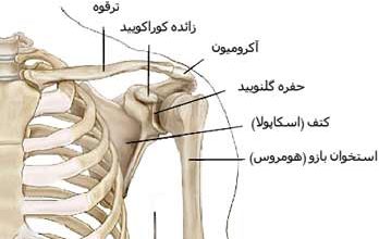 استخوان کتف و ترقوه