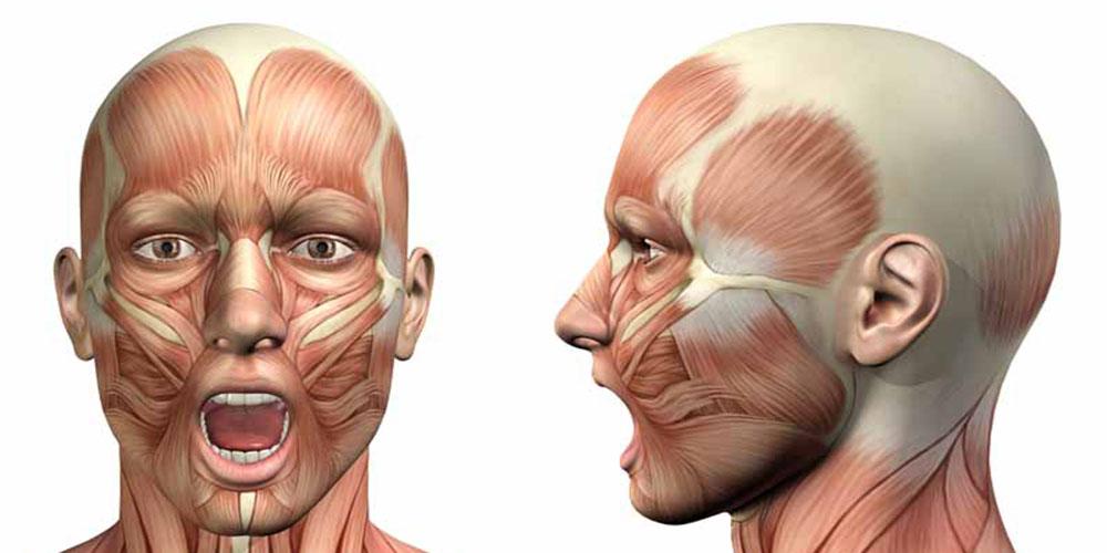 آناتومی عضلات سر، صورت و گردن - دانستنی های ورزشی آناتومی عضلات سر، صورت و گردن