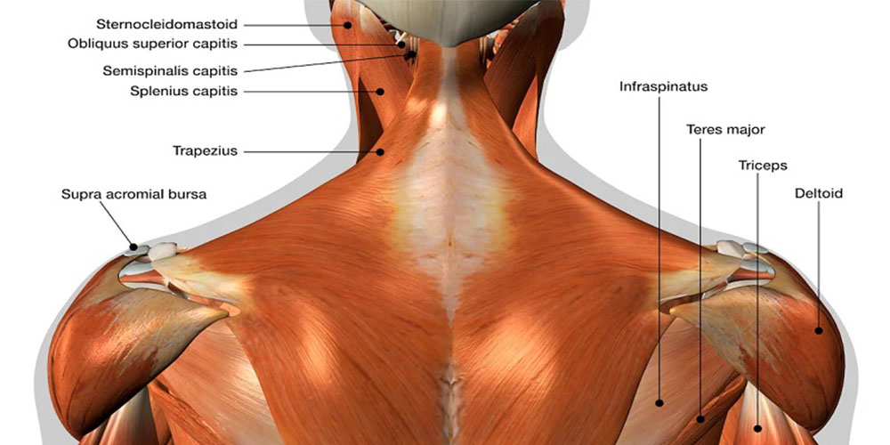 آناتومی عضلات شانه (عضلات دلتوئید) - دانستنی های ورزشی آناتومی عضلات شانه (عضلات دلتوئید)