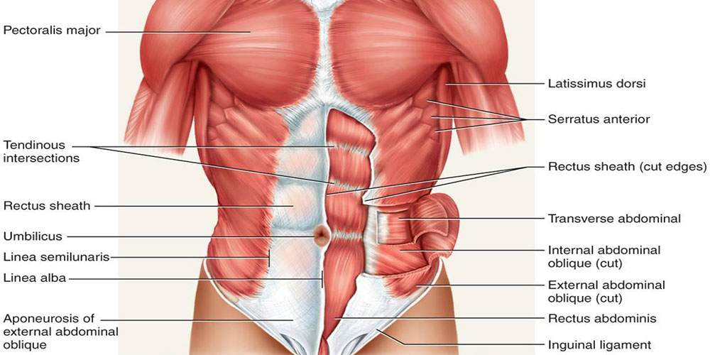 آناتومی عضلات شکم 