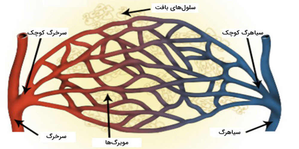 آناتومی مویرگ - دانستنی های ورزشی آناتومی مویرگ