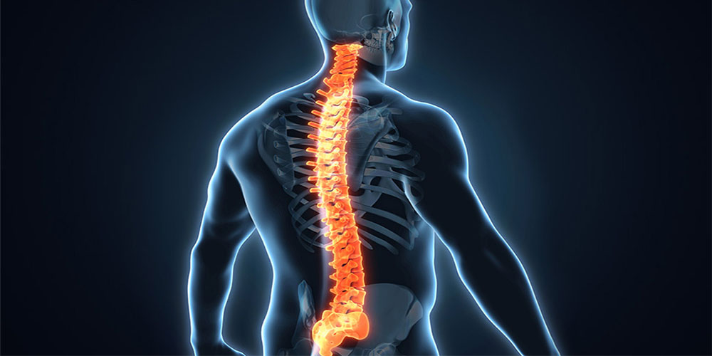 آناتومی نخاع - دانستنی های ورزشی آناتومی نخاع