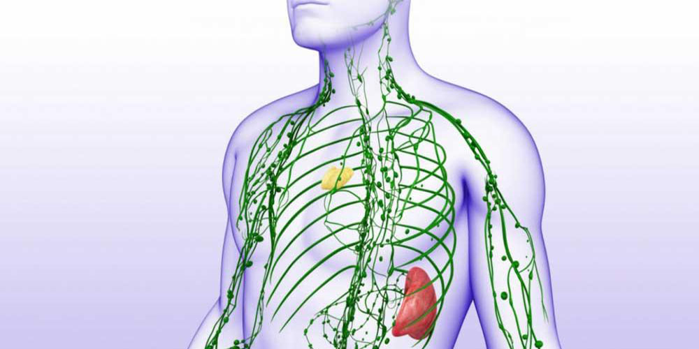 دستگاه لنفاوی - دانستنی های ورزشی دستگاه لنفاوی