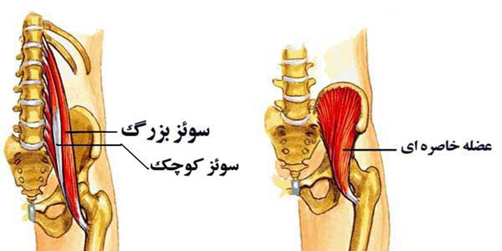 عضلات موثر بر حرکات مفصل ران