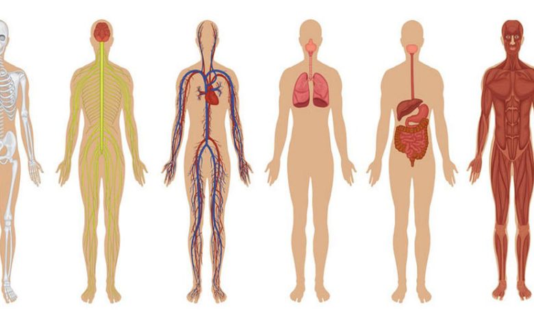 آشنايی با آناتومی انسان