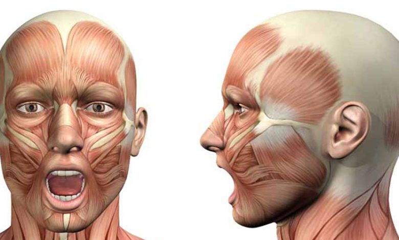 آناتومی عضلات سر، صورت و گردن