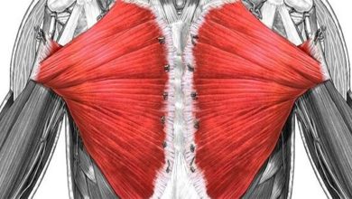 آناتومی عضلات سینه