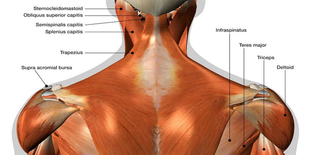 آناتومی عضلات شانه (عضلات دلتوئید)
