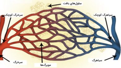 آناتومی مویرگ