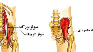 عضلات موثر بر حرکات مفصل ران