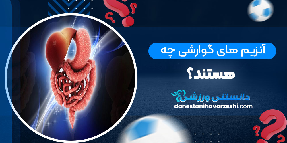 آنزیم های گوارشی چه هستند؟ - دانستنی های ورزشی آنزیم های گوارشی چه هستند؟