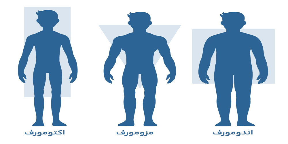 اکتومورف - دانستنی های ورزشی اکتومورف