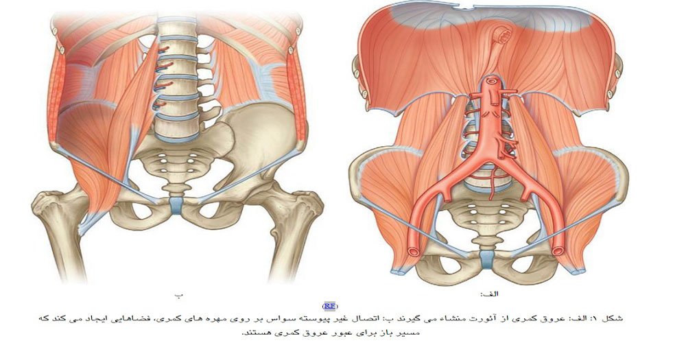 عضله پسواس چیست و چرا میتواند مکانیک بدنتان را بهم بریزد؟ - دانستنی ورزشی عضله پسواس چیست و چرا میتواند مکانیک بدنتان را بهم بریزد؟
