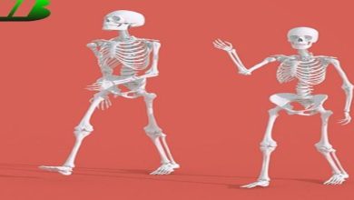 تفاوت های اسکلتی و آناتومی میان زنان و مردان