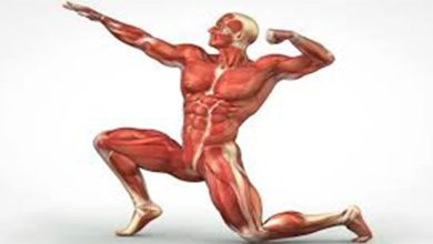 آناتومی عضلات بدن انسان