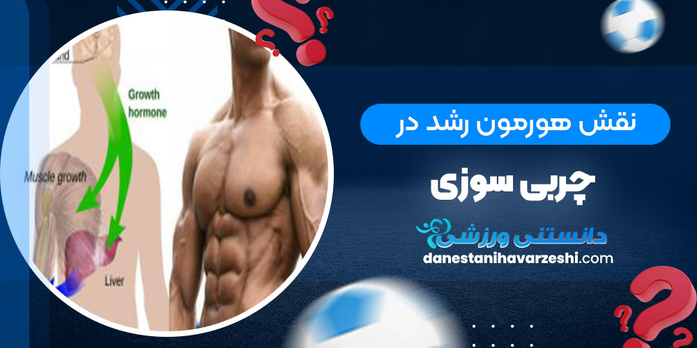 نقش هورمون رشد در چربی‌سوزی