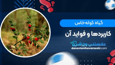 گیاه کوله‌خاس؛ کاربردها و فواید آن