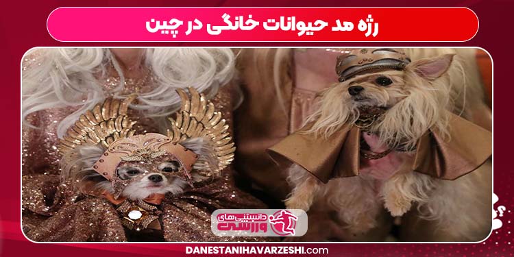 رژه مد حیوانات خانگی در چین رژه مد حیوانات خانگی در چین