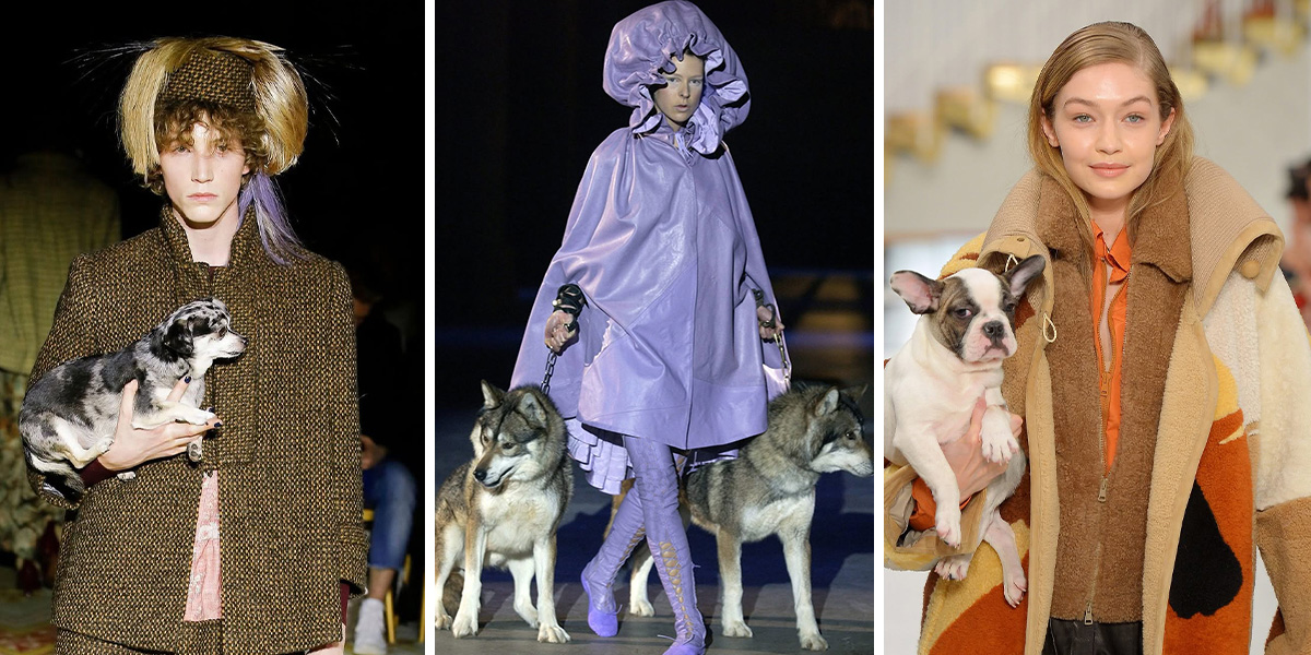 راز جذابیت فشنشوی حیوانات راز جذابیت فشنشوی حیوانات