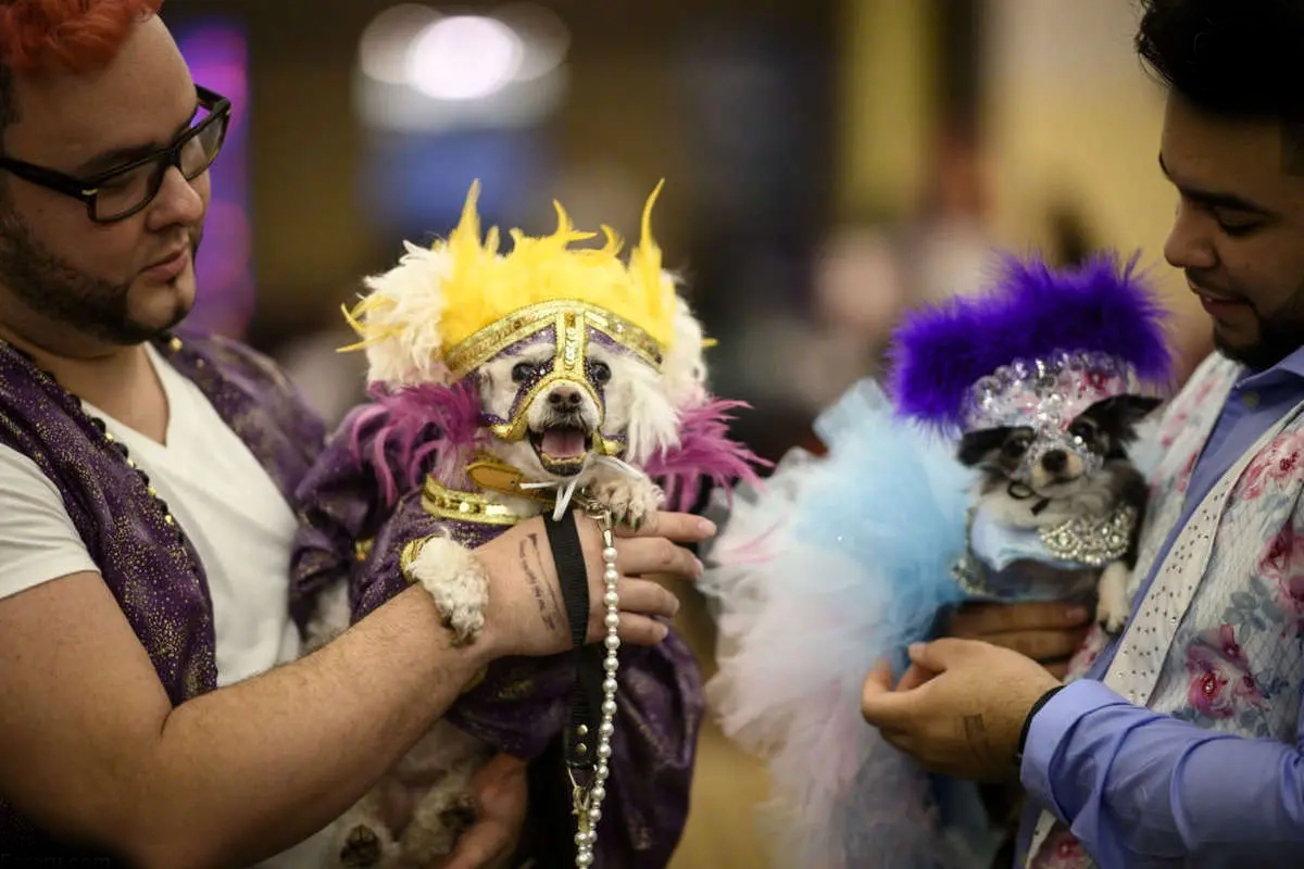 تصاویر از فشنشوی حیوانات در چین تصاویر از فشنشوی حیوانات در چین