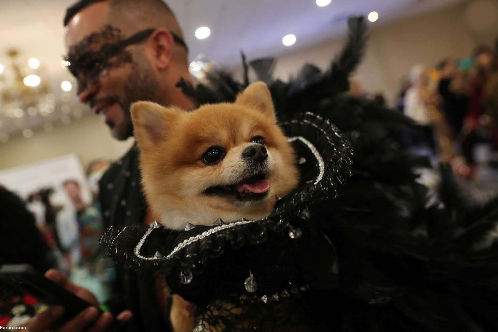 فشنشوی حیوانات چیست فشنشوی حیوانات چیست