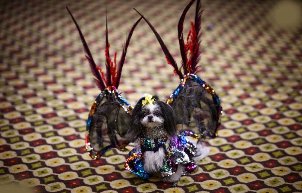 تصاویر باورنکردنی از فشنشوی حیوانات در چین تصاویر باورنکردنی از فشنشوی حیوانات در چین