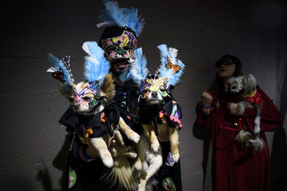 عکس حیوانات در فشن شوی عکس حیوانات در فشن شوی