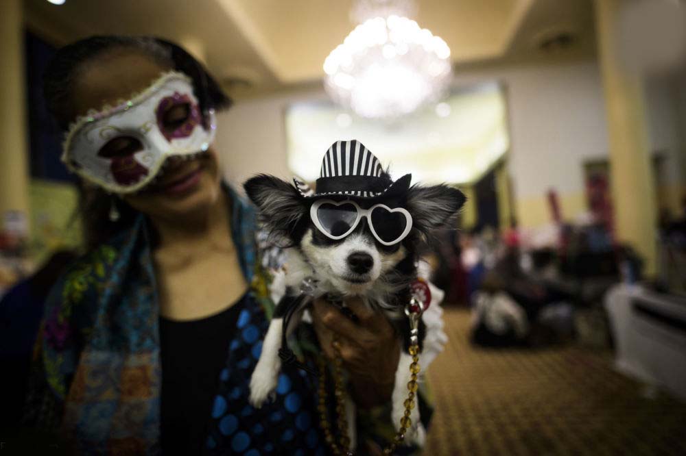 لباس حیوانات خانگی در چین لباس حیوانات خانگی در چین