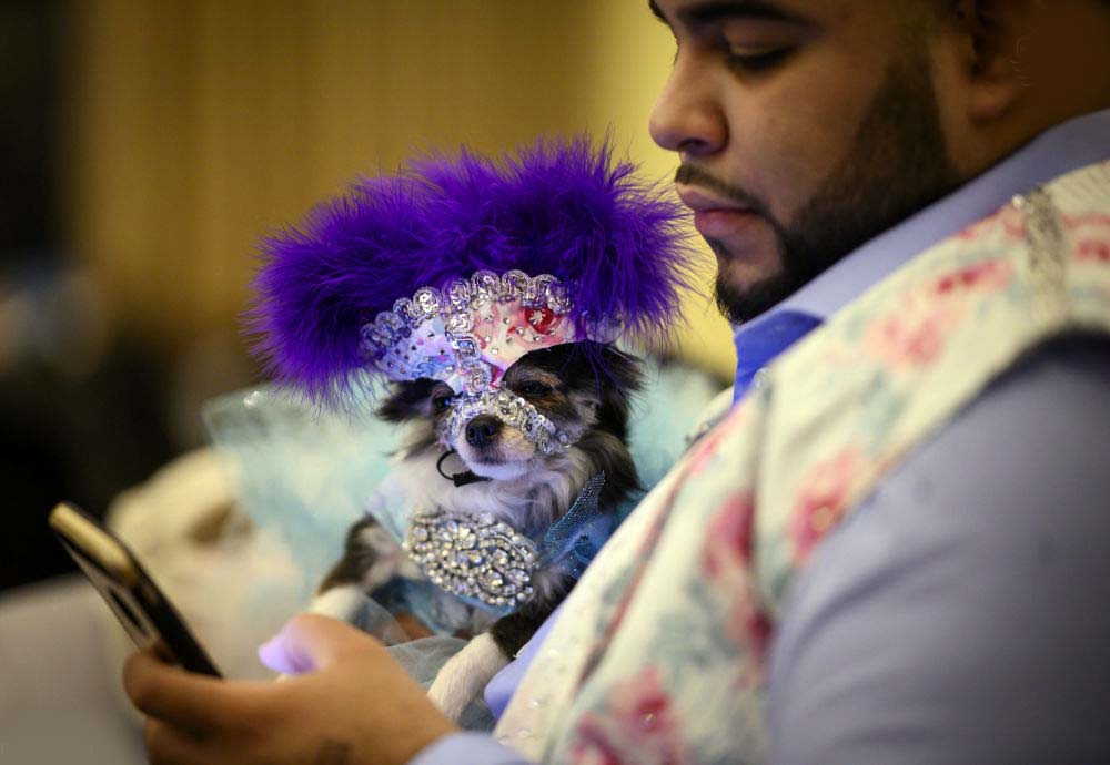 زمان برگزاری فشنشوی حیوانات در چین زمان برگزاری فشنشوی حیوانات در چین